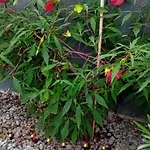 Rose For 4 Guests In Rose Laibach