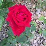 Privatunterkunft Rose For 4 Guests In Rose *