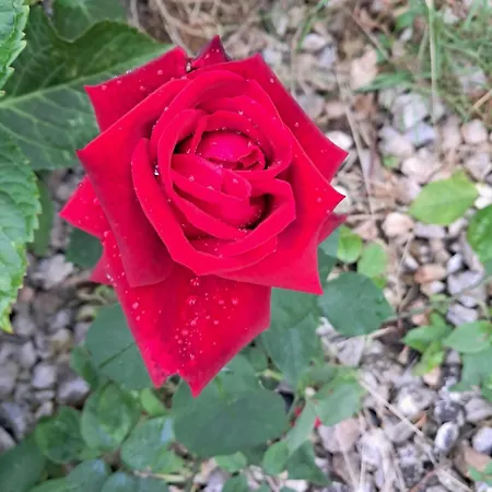 Δωμάτια σε οικογενειακή κατοικία Rose For 4 Guests In Rose *