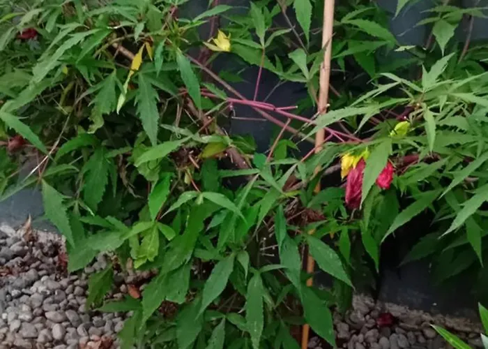 Rose For 4 Guests In Rose Laibach