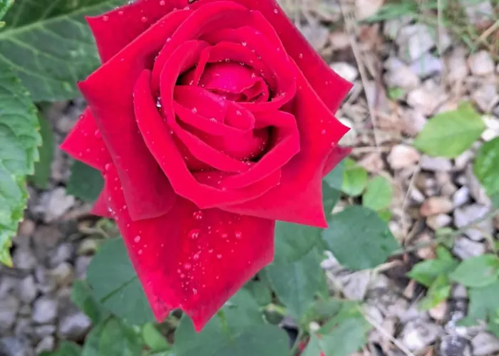 Homestay Rose For 4 Guests In Rose *